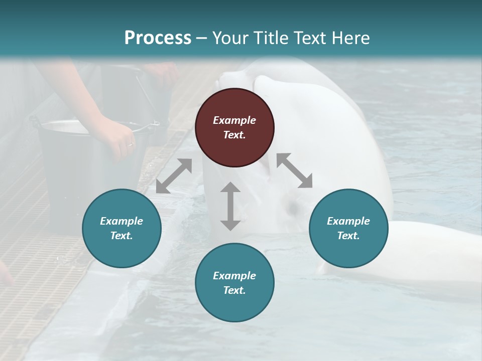 Fish Park Animals PowerPoint Template