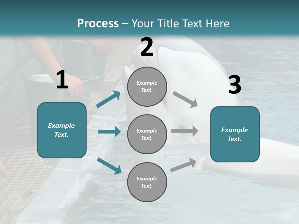 Fish Park Animals PowerPoint Template