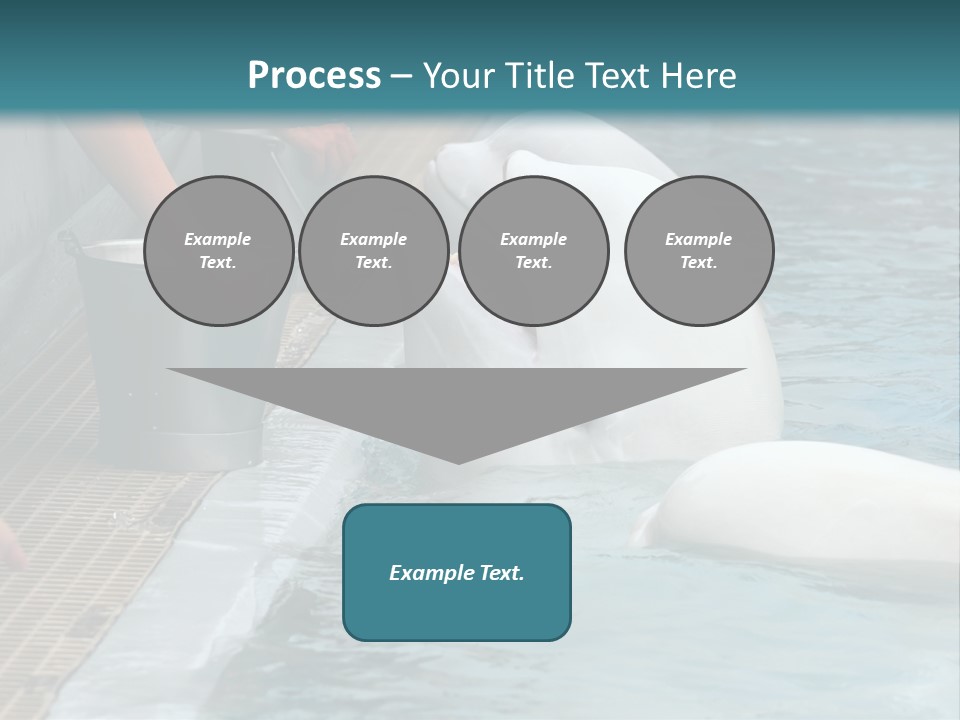 Fish Park Animals PowerPoint Template