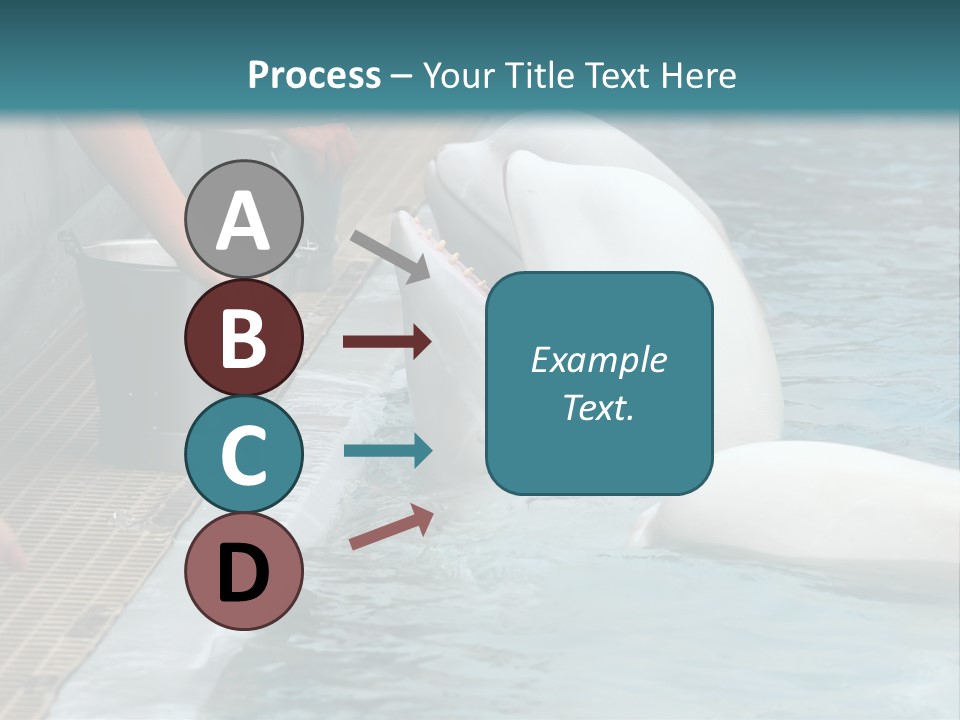 Fish Park Animals PowerPoint Template