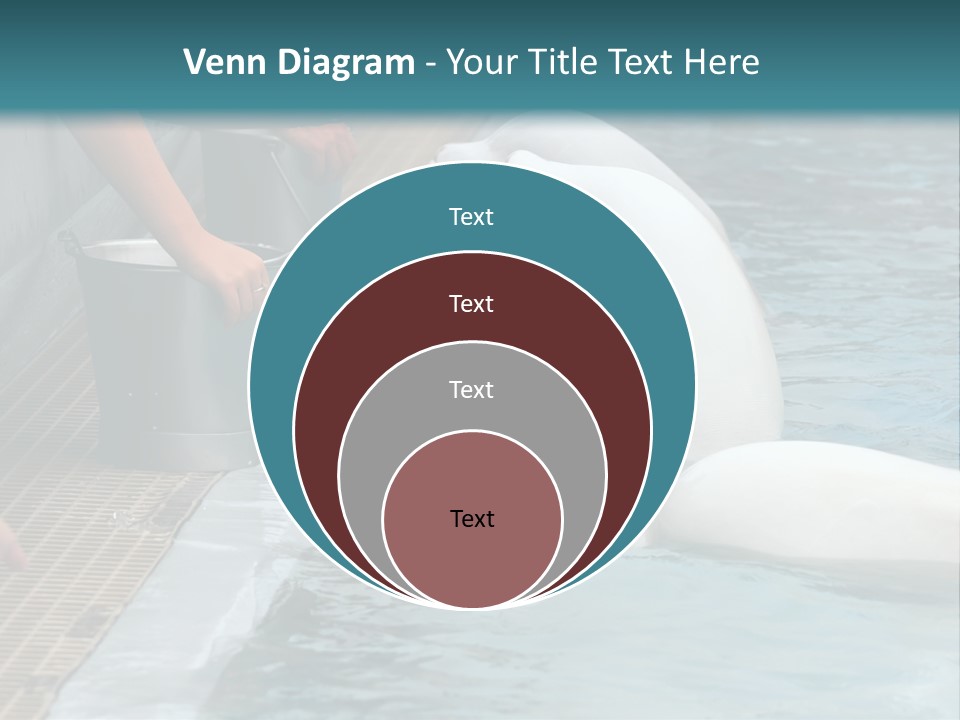 Fish Park Animals PowerPoint Template