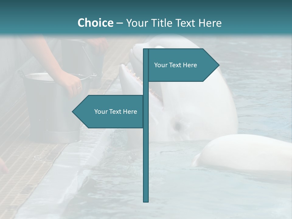 Fish Park Animals PowerPoint Template