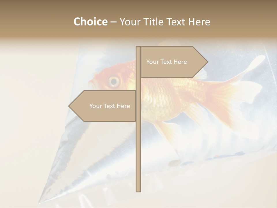 Crossbones Swashbuckler Outlaw PowerPoint Template