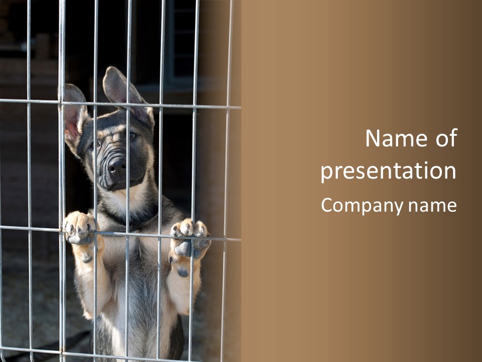 Cage Vacate Stare PowerPoint Template
