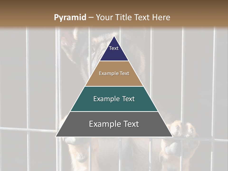 Cage Vacate Stare PowerPoint Template