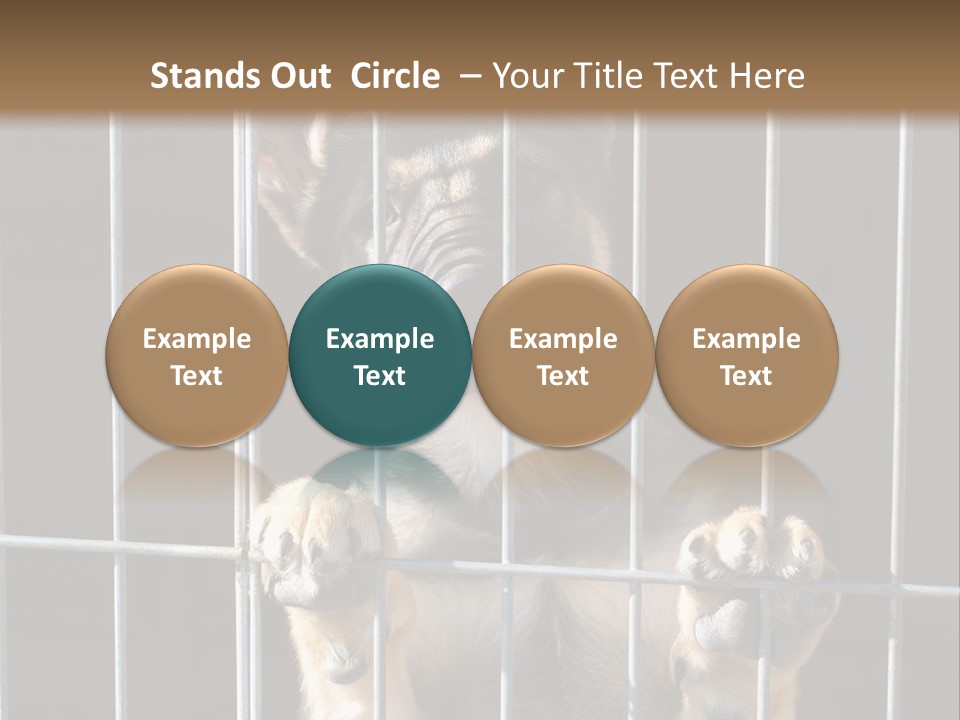 Cage Vacate Stare PowerPoint Template