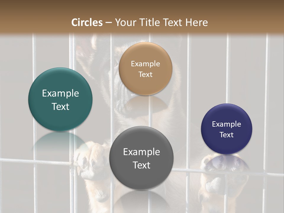 Cage Vacate Stare PowerPoint Template