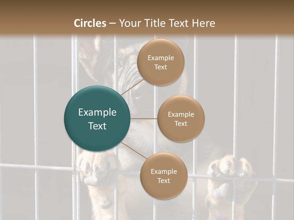 Cage Vacate Stare PowerPoint Template