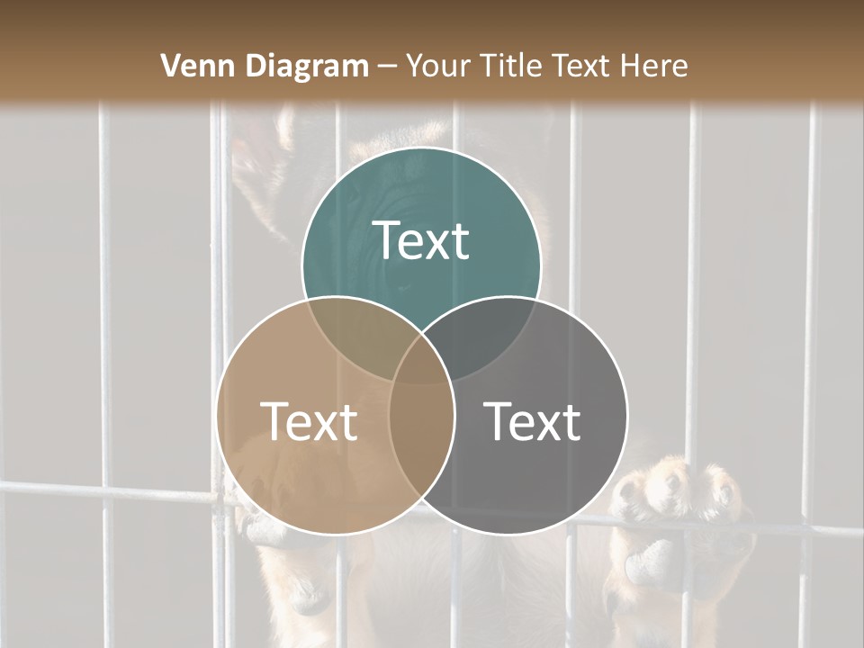 Cage Vacate Stare PowerPoint Template