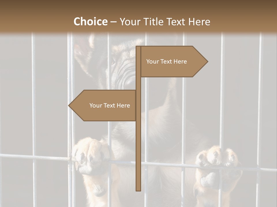 Cage Vacate Stare PowerPoint Template