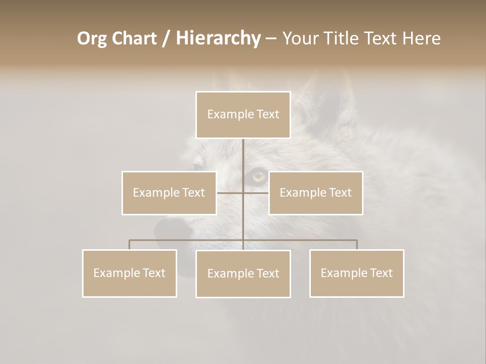 A Wolf Is Shown In This Powerpoint Presentation PowerPoint Template