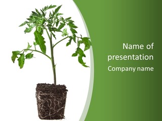 Leaf White Pot PowerPoint Template