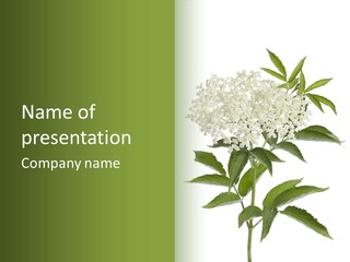 Nature Studio Sambucus Nigra PowerPoint Template