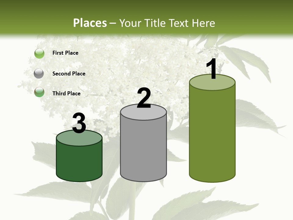 Nature Studio Sambucus Nigra PowerPoint Template