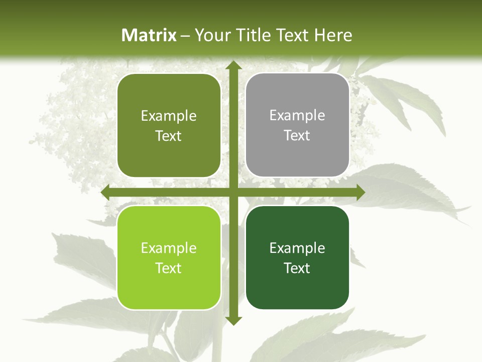 Nature Studio Sambucus Nigra PowerPoint Template