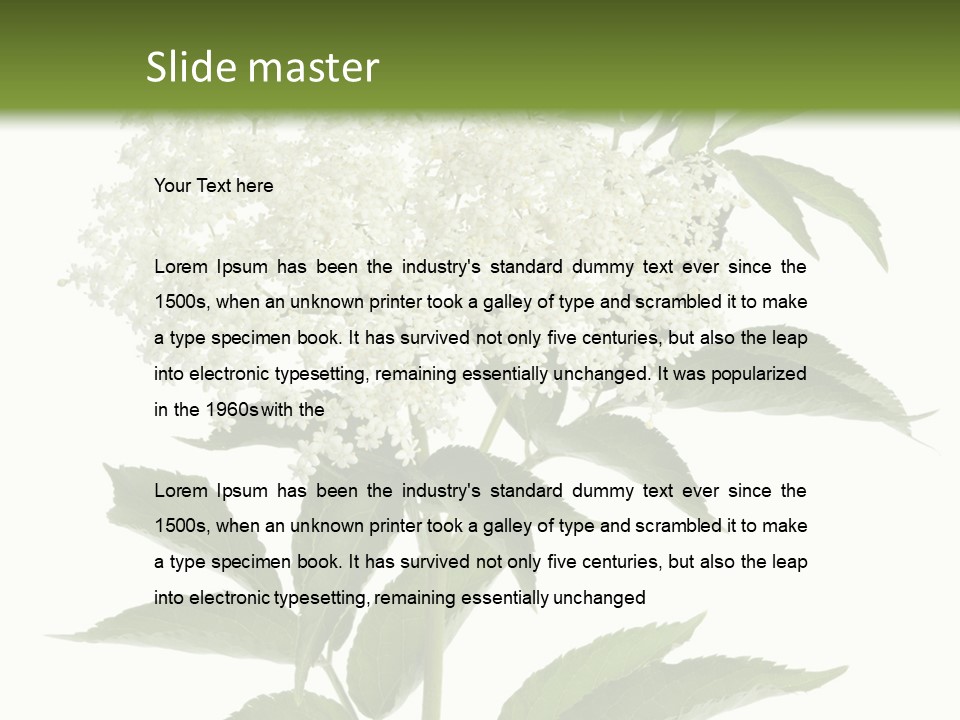 Nature Studio Sambucus Nigra PowerPoint Template