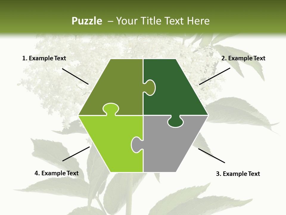 Nature Studio Sambucus Nigra PowerPoint Template