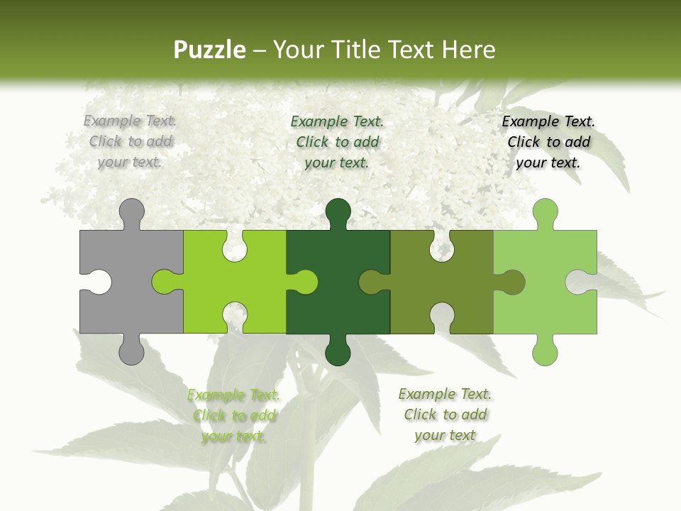 Nature Studio Sambucus Nigra PowerPoint Template