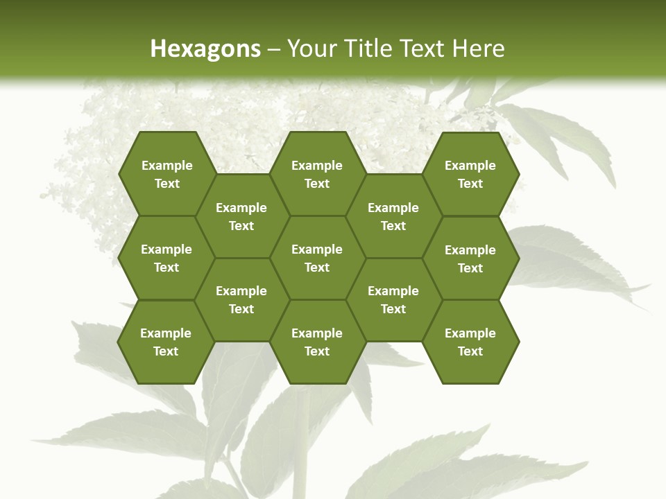 Nature Studio Sambucus Nigra PowerPoint Template