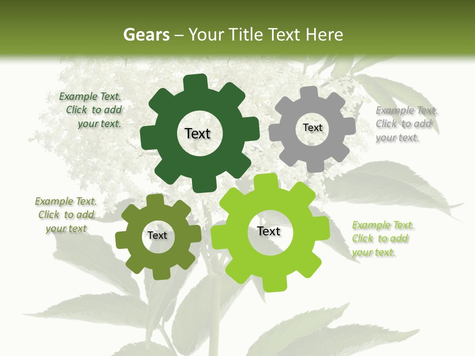 Nature Studio Sambucus Nigra PowerPoint Template