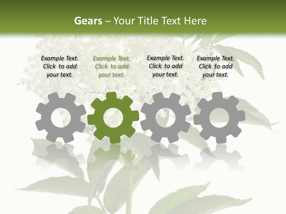 Nature Studio Sambucus Nigra PowerPoint Template