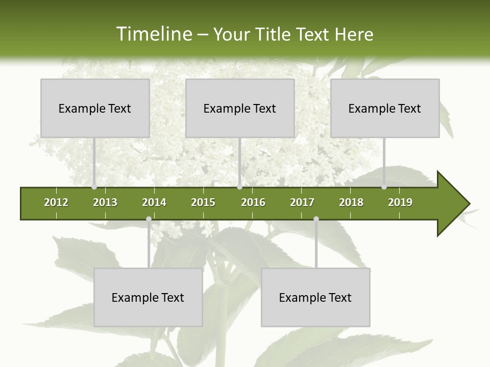 Nature Studio Sambucus Nigra PowerPoint Template