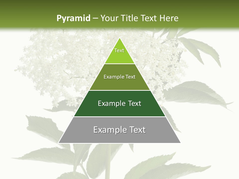 Nature Studio Sambucus Nigra PowerPoint Template