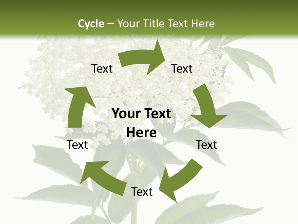 Nature Studio Sambucus Nigra PowerPoint Template