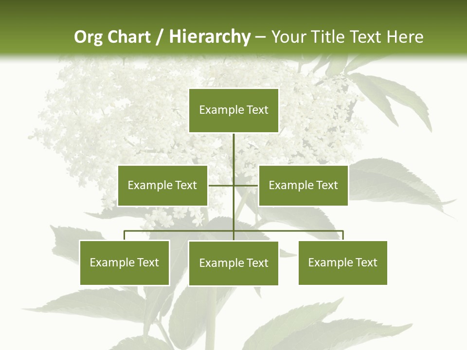 Nature Studio Sambucus Nigra PowerPoint Template