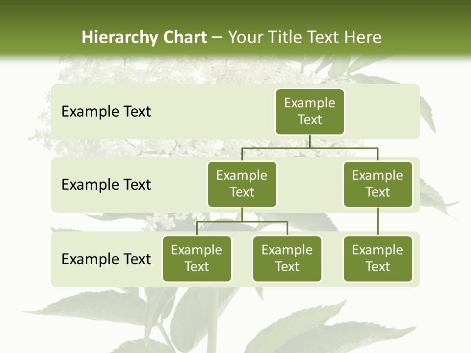 Nature Studio Sambucus Nigra PowerPoint Template