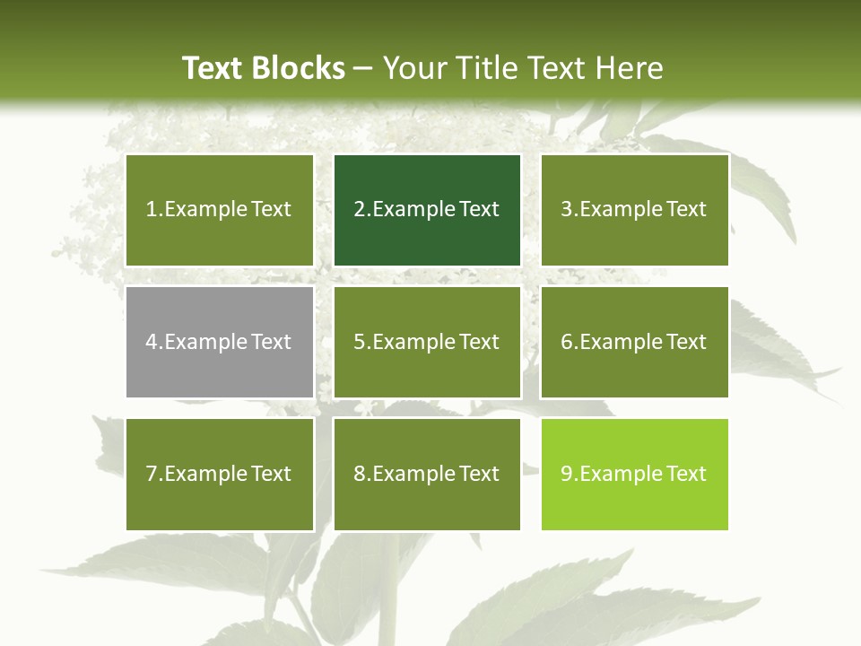 Nature Studio Sambucus Nigra PowerPoint Template