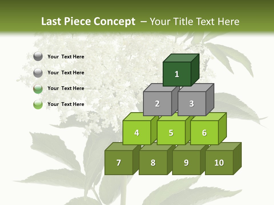 Nature Studio Sambucus Nigra PowerPoint Template