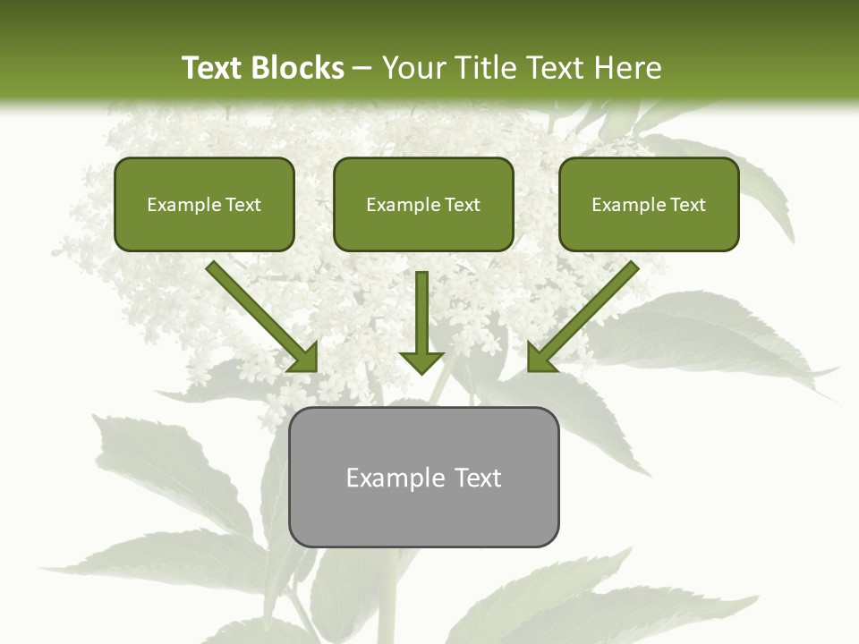 Nature Studio Sambucus Nigra PowerPoint Template