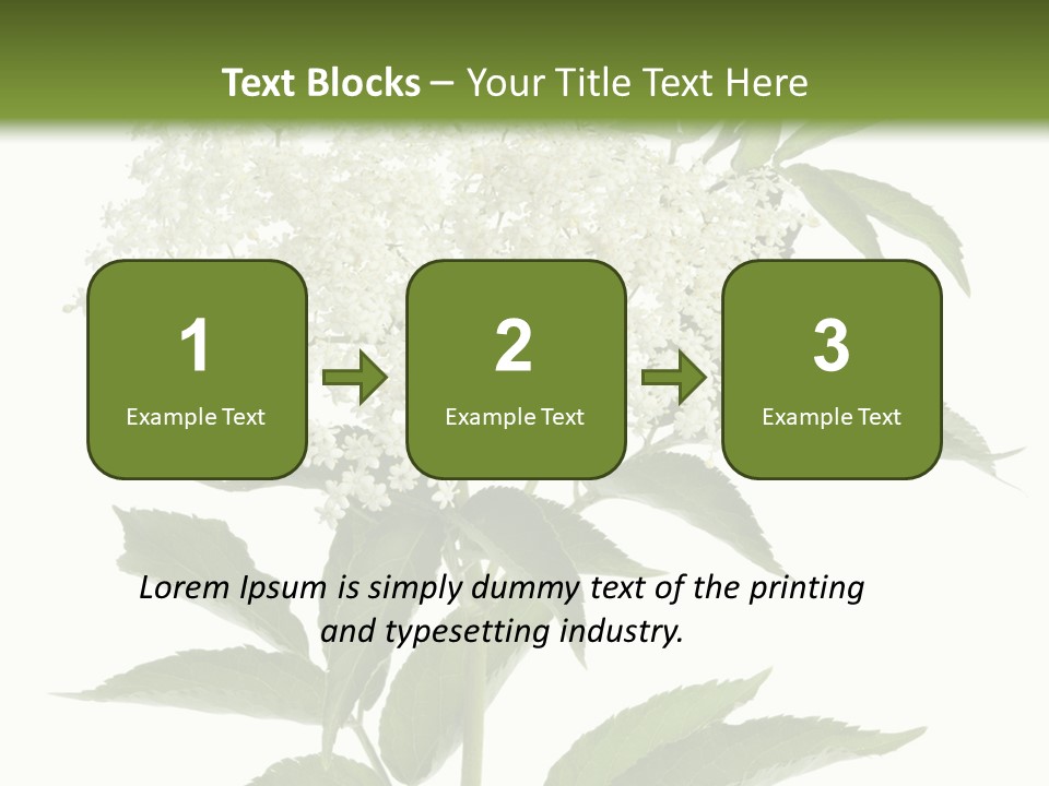 Nature Studio Sambucus Nigra PowerPoint Template