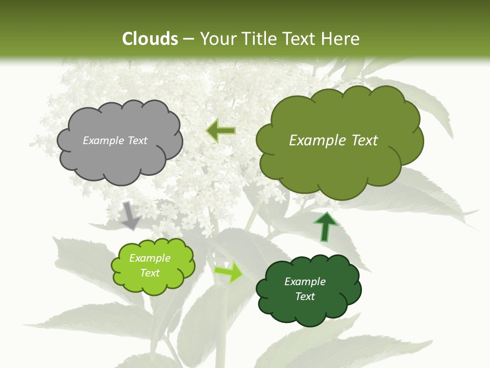 Nature Studio Sambucus Nigra PowerPoint Template