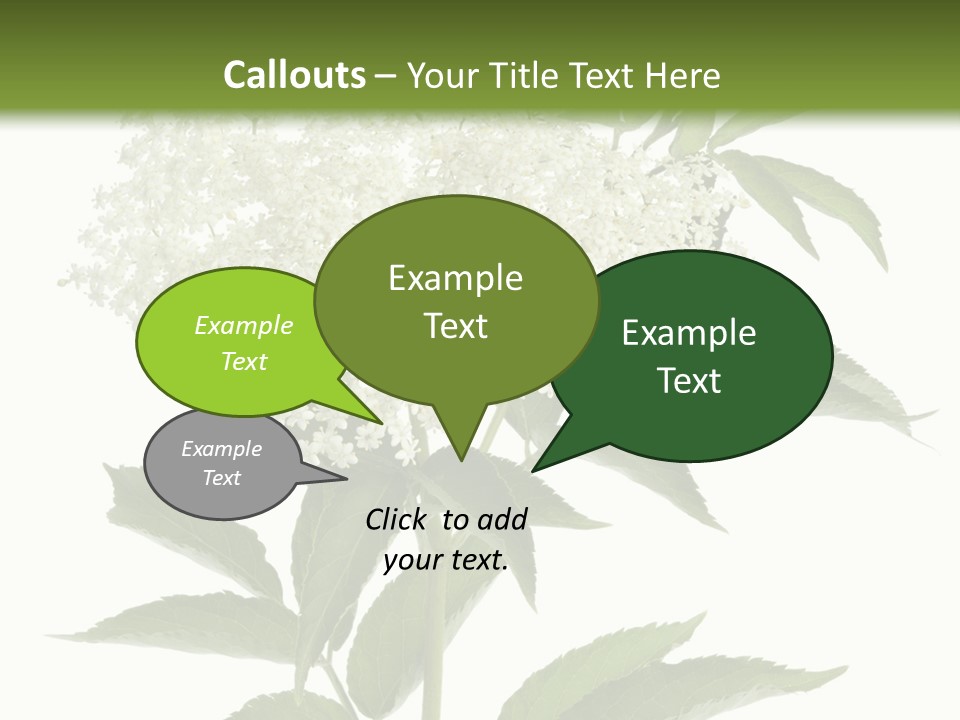 Nature Studio Sambucus Nigra PowerPoint Template