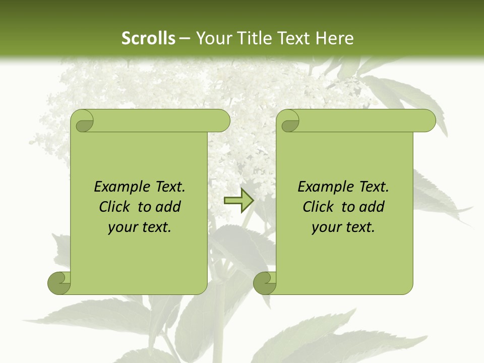 Nature Studio Sambucus Nigra PowerPoint Template