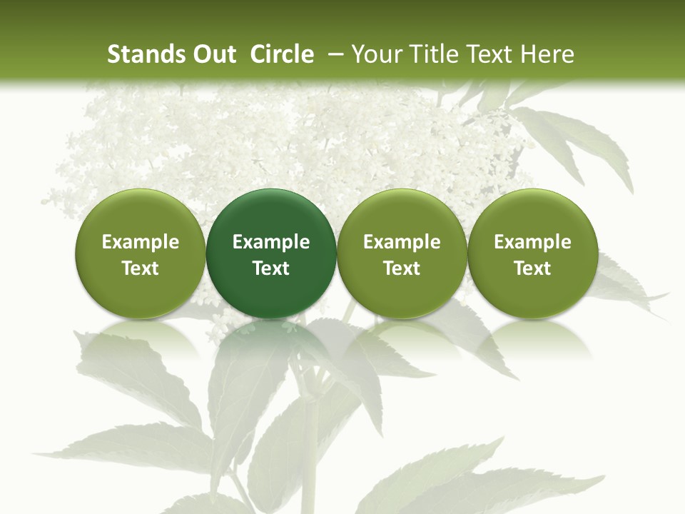 Nature Studio Sambucus Nigra PowerPoint Template