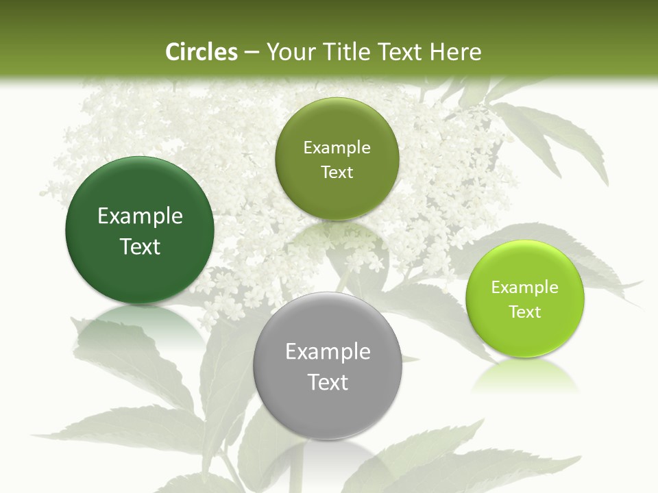 Nature Studio Sambucus Nigra PowerPoint Template