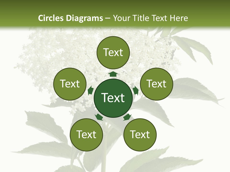 Nature Studio Sambucus Nigra PowerPoint Template