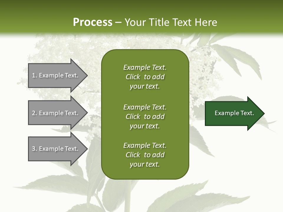 Nature Studio Sambucus Nigra PowerPoint Template