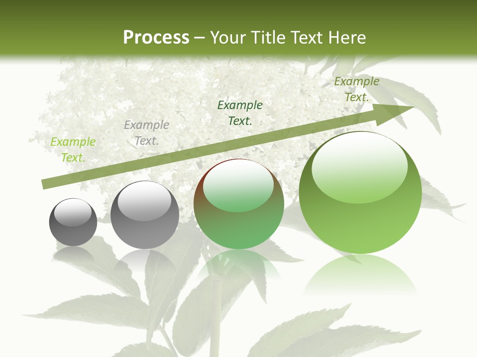 Nature Studio Sambucus Nigra PowerPoint Template