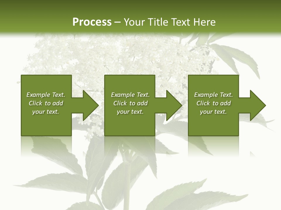 Nature Studio Sambucus Nigra PowerPoint Template