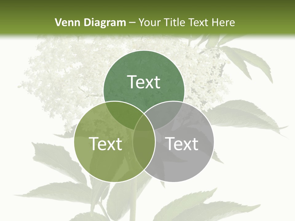 Nature Studio Sambucus Nigra PowerPoint Template