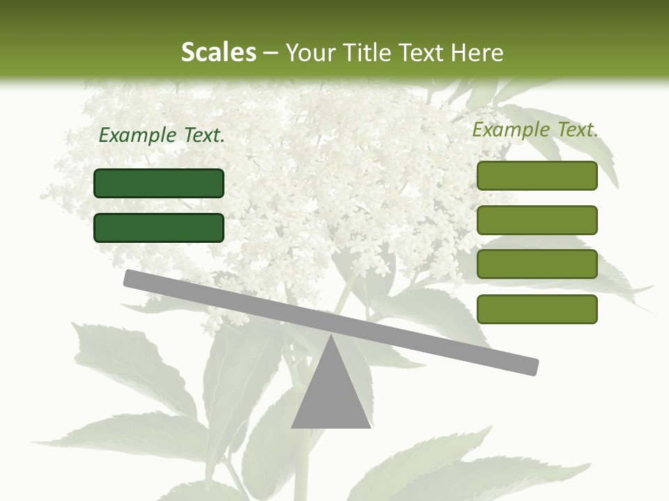 Nature Studio Sambucus Nigra PowerPoint Template