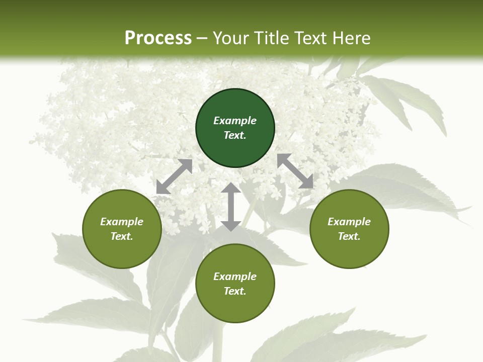 Nature Studio Sambucus Nigra PowerPoint Template