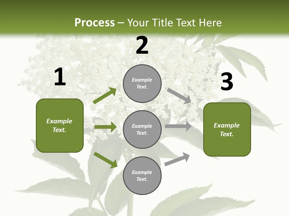 Nature Studio Sambucus Nigra PowerPoint Template
