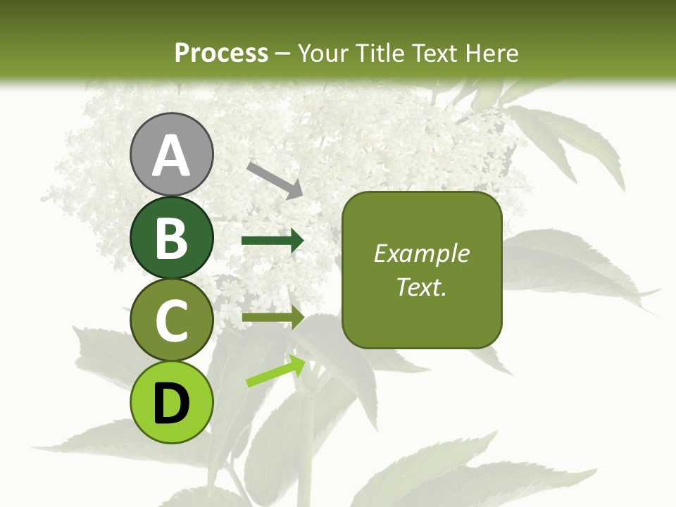 Nature Studio Sambucus Nigra PowerPoint Template