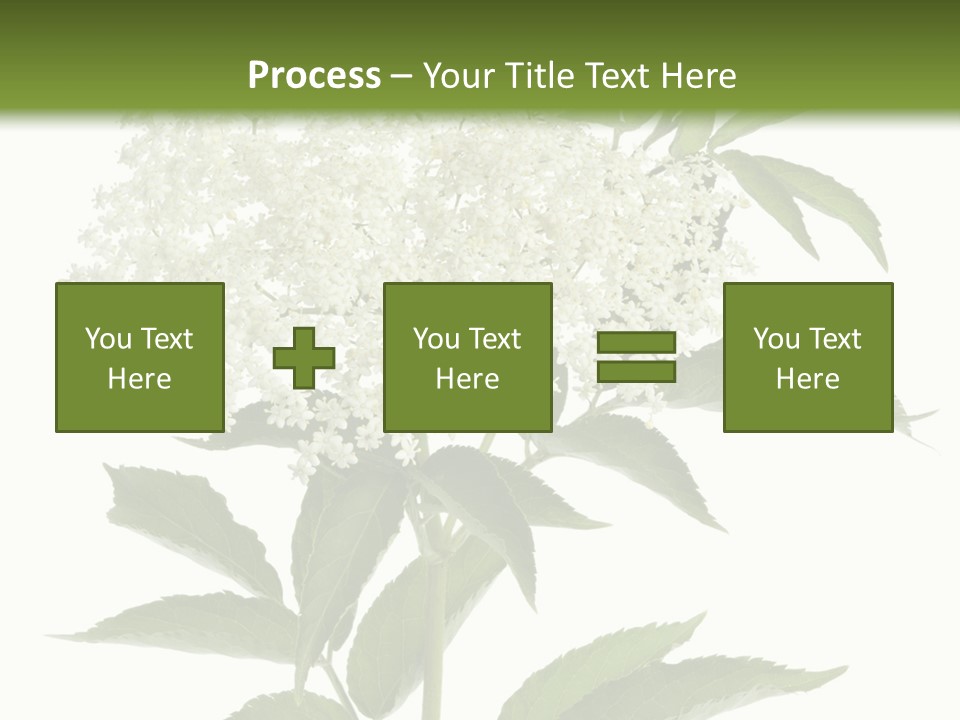Nature Studio Sambucus Nigra PowerPoint Template