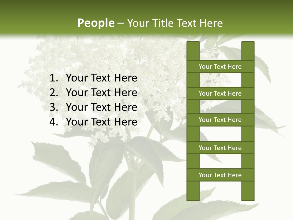 Nature Studio Sambucus Nigra PowerPoint Template